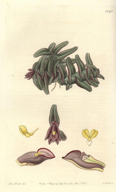 Orquídea epidendrum de América Central, del Botanical Register de Sydenham Edwards de Sydenham Teast Edwards