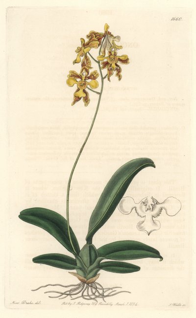 Orquídea oncidium amarilla, nativa de Brasil de Sydenham Teast Edwards