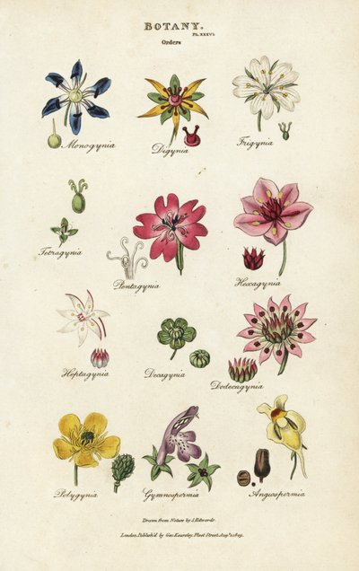 Órdenes de flores: Monogynia, Digynia, Trigynia, Pentagynia, etc. Grabado en cobre coloreado a mano después de Sydenham Edwards del Pantologia de John Mason Good, una Nueva Enciclopedia, G. Kearsley, Londres de Sydenham Teast Edwards