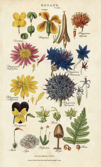 Órdenes de flores: Siliculosa, Seliquosa, Polygamia, Monogamia, Filicus, Fungi, etc. Grabado en cobre coloreado a mano después de Sydenham Edwards del Pantologia de John Mason Good, una Nueva Enciclopedia, G. Kearsley, Londres de Sydenham Teast Edwards