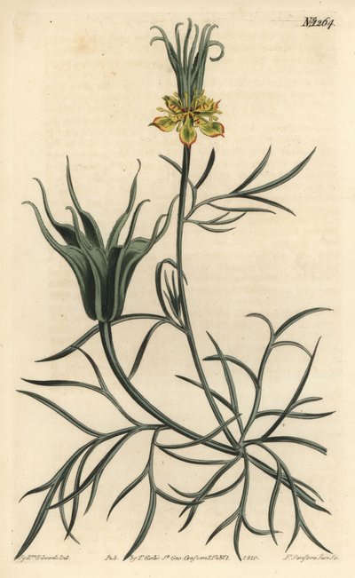 Nigella oriental - Flor de hinojo oriental, Nigella orientalis de Sydenham Teast Edwards