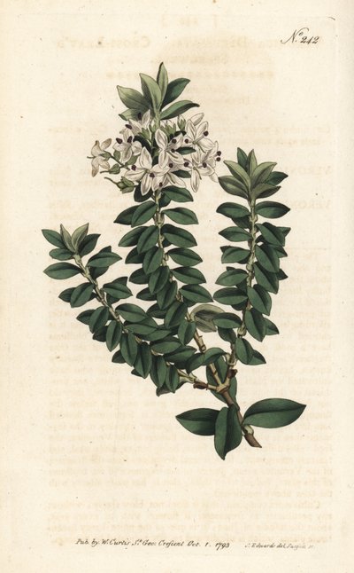 Verónica de hojas cruzadas, Veronica decussata de Sydenham Teast Edwards