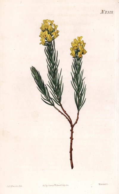 Aspalathus de espiga ovalada, Aspalathus callosa de Sydenham Teast Edwards