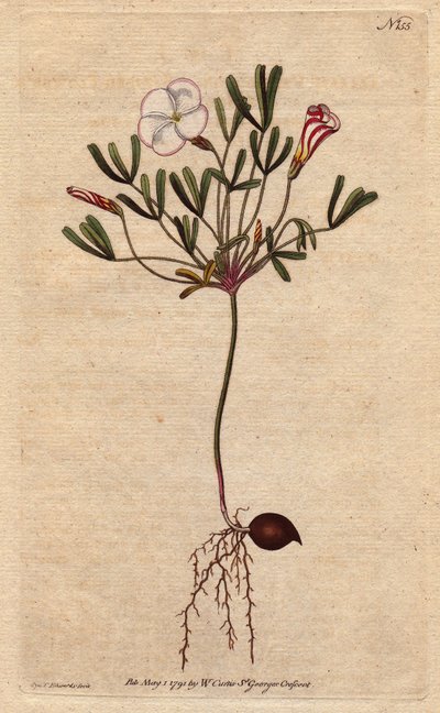 Oxalis (pequeña acedera) con flores rayadas blancas y rosa caramelo, nativa de África. Oxalis versicolor. Grabado en cobre coloreado de una ilustración botánica de Sydenham Teast Edwards