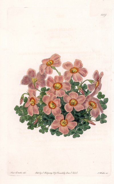 Oxalis Variete - Placa grabada por S. Watts, de una ilustración de Sarah Anne Drake, del Registro Botánico de Sydenham Edwards, Inglaterra de Sydenham Teast Edwards