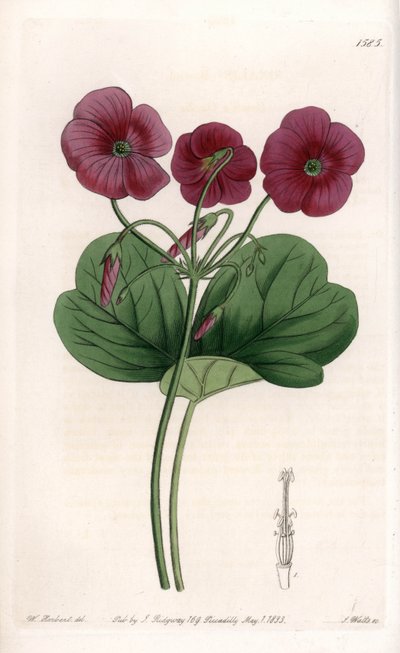 Oxalis de Bowie - Placa grabada por S.Watts, de una ilustración de Sarah Anne Drake (1803-1857), del Botanical Register de Sydenham Edwards (1768-1819), Inglaterra de Sydenham Teast Edwards