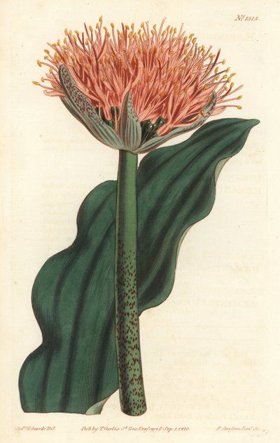 Lirio pincel, Scadoxus puniceus (Flor de sangre de hojas onduladas, Haemanthus puniceus). Grabado en cobre a mano coloreado por F. Sansom Jr. después de una ilustración de Sydenham Edwards del Botanical Magazine de William Curtis, Londres de Sydenham Teast Edwards