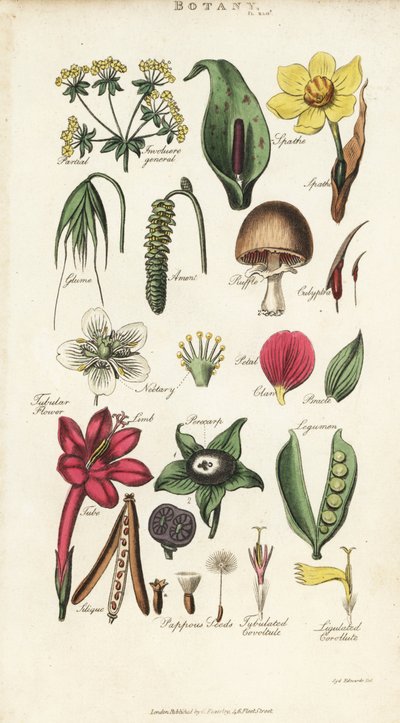 Partes de flores incluyendo pétalo, nectario, gluma, semilla, espata, bráctea, legumbre, etc., de Pantologia de John Mason Good de Sydenham Teast Edwards