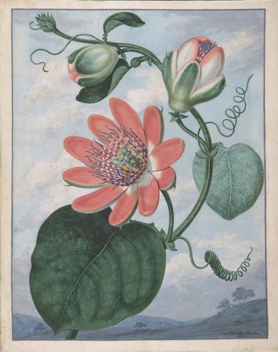 Flor de la pasión, 1799 de Sydenham Teast Edwards