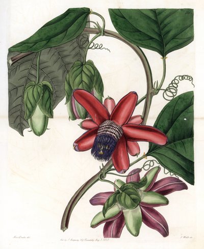 Passion Variete - Placa grabada por S.Watts, de una ilustración de Sarah Anne Drake, de la Revista Botánica de Sydenham Edwards, Inglaterra de Sydenham Teast Edwards