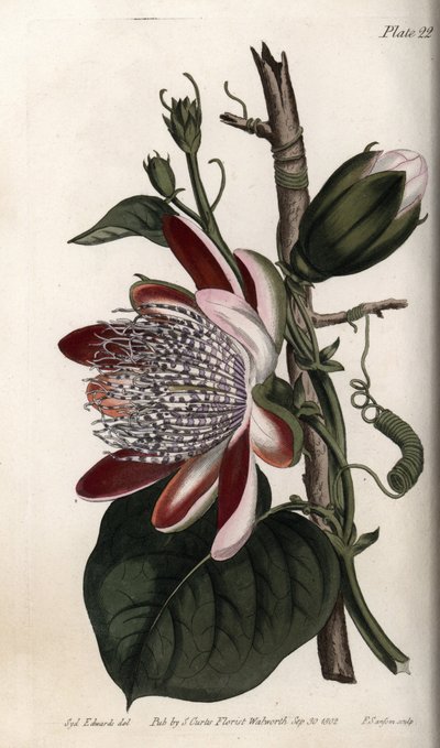 Flor de la pasión, capullo y flor de Sydenham Teast Edwards