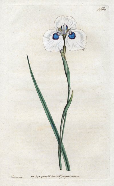 Iris de pavo real de Sydenham Teast Edwards