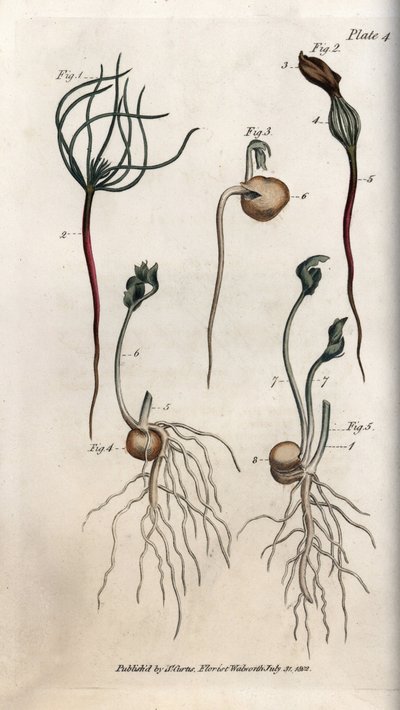Guisantes, semilla leguminosa en diferentes etapas de germinación de Sydenham Teast Edwards