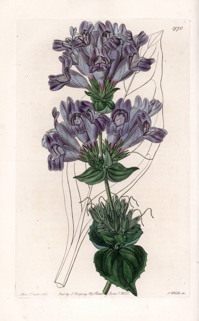 Penstemon Variete - Placa grabada por S. Watts, de una ilustración de Sarah Anne Drake, del Registro Botánico de Sydenham Edwards, Inglaterra de Sydenham Teast Edwards