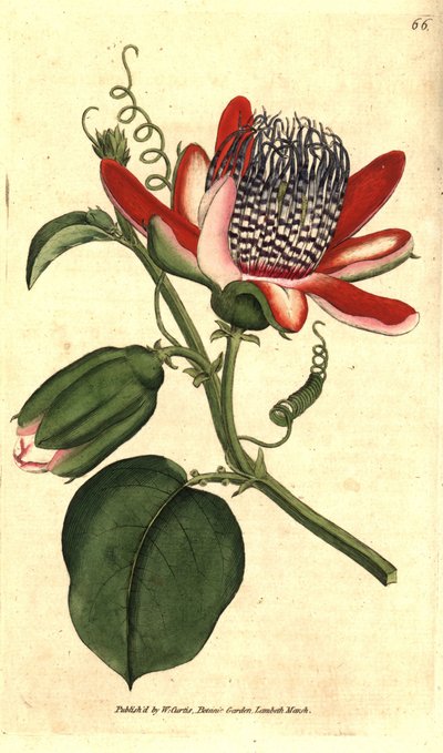 Passiflora alata, del Botanical Magazine de William Curtis de Sydenham Teast Edwards