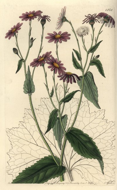 Pericallis tussilaginis de Sydenham Teast Edwards