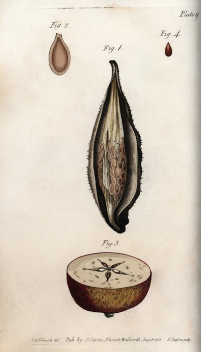 Pericarpio de hierba de periquito y sección del fruto del manzano, del Botanical Magazine de William Curtis de Sydenham Teast Edwards