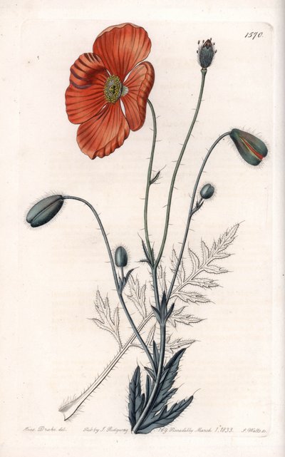 Amapola persa variedad de Sydenham Teast Edwards