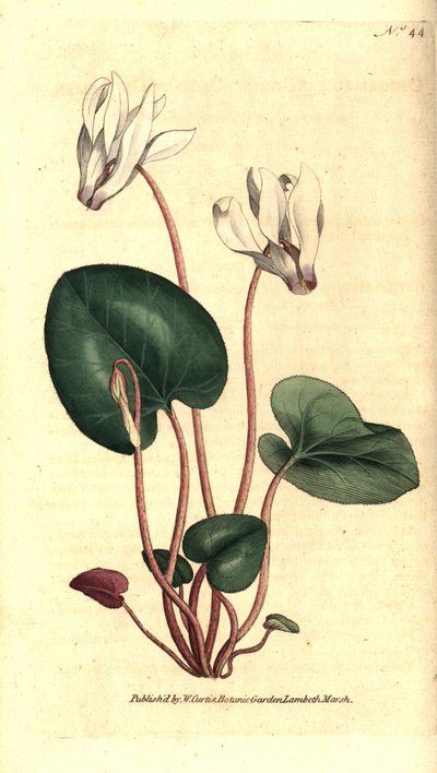 Ciclamen persa, Cyclamen persicum de Sydenham Teast Edwards
