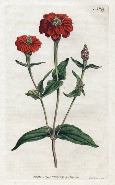 Zinnia peruana o bresine - Litografía de Sydenham Edwards, del Botanical Magazine de William Curtis de Sydenham Teast Edwards
