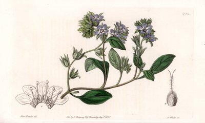 Phacelia, endémica de California - Grabado por S. Watts, de una ilustración de Sarah Anne Drake, del Registro Botánico de Sydenham Edwards, Inglaterra de Sydenham Teast Edwards