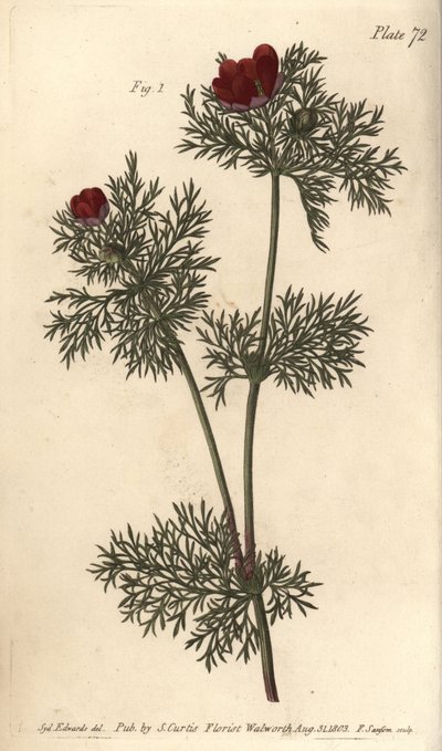Ojo de faisán, Adonis annua, Polygynia, flor hermafrodita con muchos pistilos de Sydenham Teast Edwards