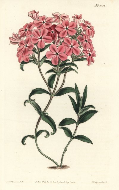 Phlox de la Carolina o Jaume Saint Hilaire - Phlox peludo de Fraser, Phlox amoena. Grabado en cobre coloreado a mano por F. Sansom Jr. después de una ilustración de Sydenham Edwards del Botanical Magazine de William Curtis, T. Curtis, Londres de Sydenham Teast Edwards