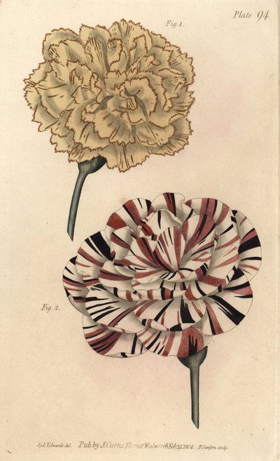 Clavel picotee y clavel escarlata, del Botanical Magazine de William Curtis de Sydenham Teast Edwards