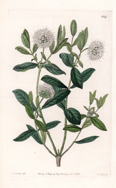 Pimelea Variete - Placa grabada por S. Watts, de una ilustración de Sarah Anne Drake (1803-1857), del Registro Botánico de Sydenham Edwards (1768-1819), Inglaterra de Sydenham Teast Edwards