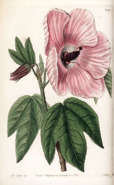 Hibisco rosa - Placa grabada por S.Watts, de una ilustración de Sarah Anne Drake (1803-1857), del Botanical Register de Sydenham Edwards (1768-1819), Inglaterra de Sydenham Teast Edwards