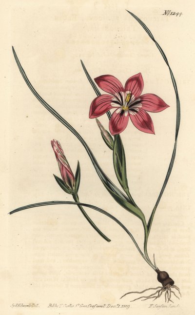 Romulea flava - Froetang rosa (Trichonema pudicum). Grabado en cobre coloreado por F. Sansom Jr. de una ilustración de Sydenham Edwards del Botanical Magazine de William Curtis, Londres de Sydenham Teast Edwards