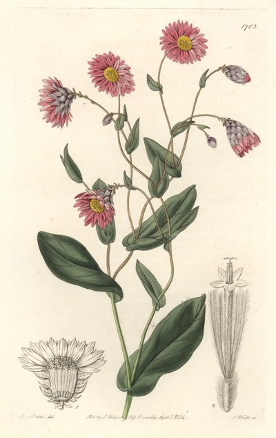Rhodanthe rosa, nativa de Australia - Placa grabada por S. Watts de una ilustración de Sarah Anne Drake, del Registro Botánico de Sydenham Teast Edwards
