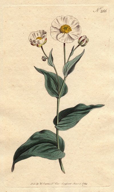 Ranunculus amplexicaulis de Sydenham Teast Edwards