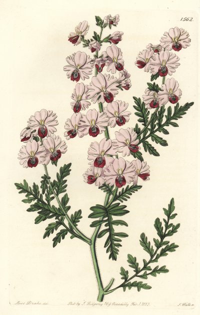 Orquídea del pobre, Schizanthus pinnatus variedad enana de Sydenham Teast Edwards