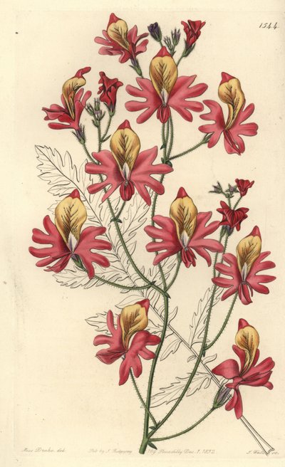 Orquídea del pobre, Schizanthus grahamii, del Botanical Register de Sydenham Edwards de Sydenham Teast Edwards