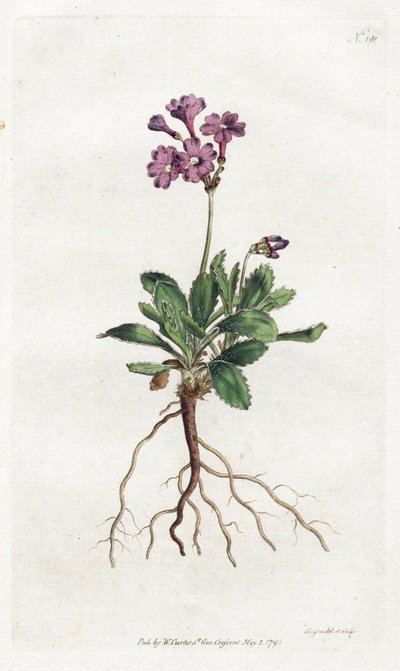 Primevere marginee - Litografía de Sydenham Edwards (1768-1819), placa del Botanical Magazine de William Curtis (1746-1799) de Sydenham Teast Edwards
