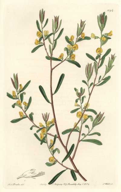 Pultanea flexilis, nativa de Australia - Placa grabada por S. Watts de una ilustración de Sarah Anne Drake, del Registro Botánico de Sydenham Teast Edwards