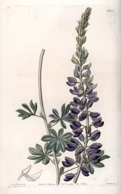 Lupino púrpura - Grabado por S.Watts, de una ilustración de Sarah Anne Drake, de la Revista Botánica de Sydenham Edwards, Inglaterra de Sydenham Teast Edwards