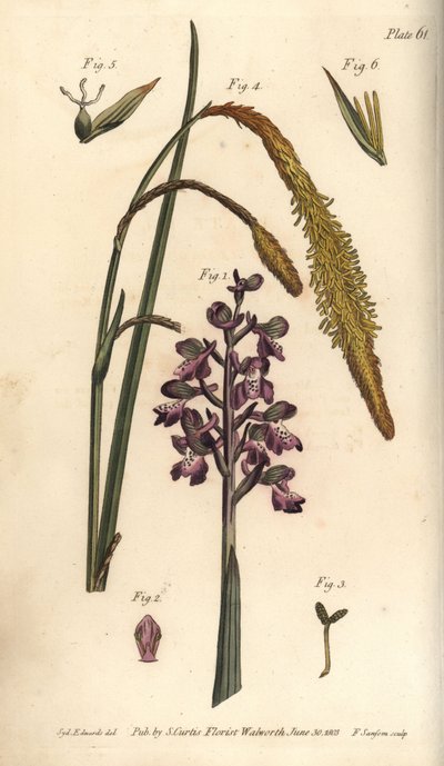 Orquídea púrpura de Sydenham Teast Edwards