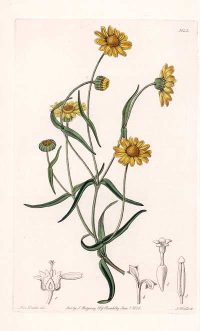 Reina Margarita de California - Grabado por S. Watts, de una ilustración de Sarah Anne Drake (1803-1857), del Botanical Register de Sydenham Edwards (1768-1819), Inglaterra de Sydenham Teast Edwards