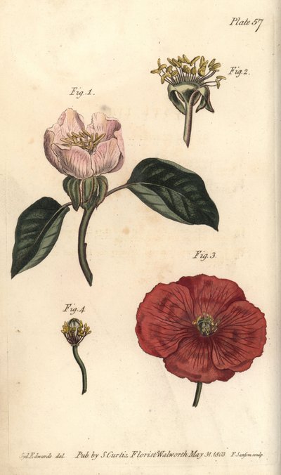 Flor de membrillo de Sydenham Teast Edwards