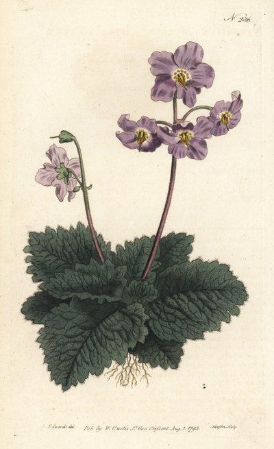Ramonda de los Pirineos - Violeta pirenaica, Ramonda myconi de Sydenham Teast Edwards