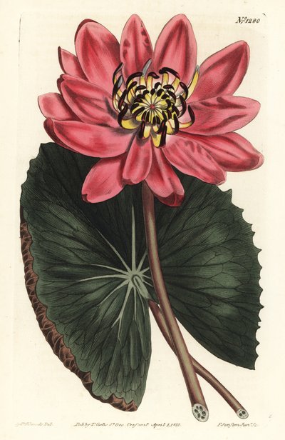 Loto rojo - Nymphaea rubra. Grabado en cobre coloreado a mano por F. Sansom Jr. después de una ilustración de Sydenham Edwards de la Revista Botánica de William Curtis, T. Curtis, Londres de Sydenham Teast Edwards