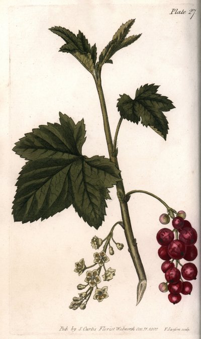 Grosella roja. Grabado en cobre coloreado, ilustración de Sydenham Edwards para las Conferencias de Botánica, Jardín Botánico de Lambeth (Inglaterra) de Sydenham Teast Edwards