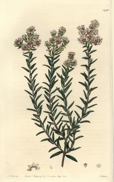 Soulangia rubra, del Botanical Register de Sydenham Edwards de Sydenham Teast Edwards
