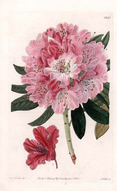 Rhododendron Híbrido Variete - Grabado por S. Watts, de una ilustración de Sarah Anne Drake (1803-1857), del Registro Botánico de Sydenham Edwards (1768-1819), Inglaterra de Sydenham Teast Edwards