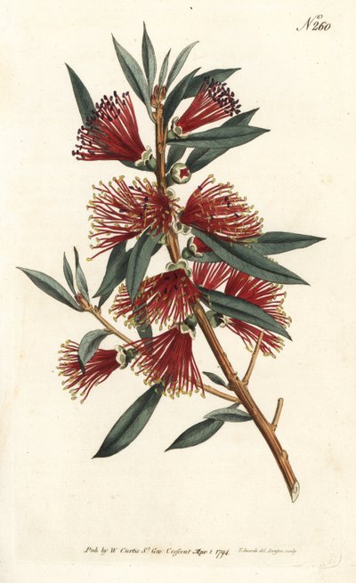 Callistemon citrinus de Sydenham Teast Edwards