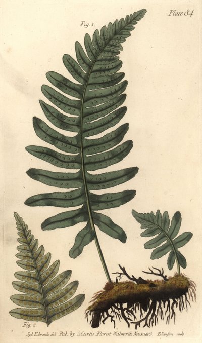 Helecho polipodio, Polypodium vulgare, Filices. Grabado en cobre coloreado a mano de F. Sansom de una ilustración botánica de Sydenham Edwards para las Lectures on Botany de William Curtis, como se impartieron en el Jardín Botánico de Lambeth de Sydenham Teast Edwards