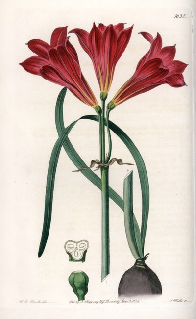 Rodophiale bifide - del Registro Botánico de Sydenham Teast Edwards