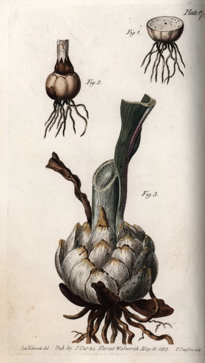 Raíz y bulbo de lirios de Sydenham Teast Edwards